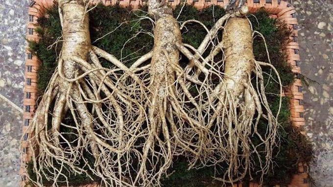 quà tặng bố mẹ