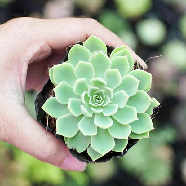 quà tặng valentine cho bạn trai